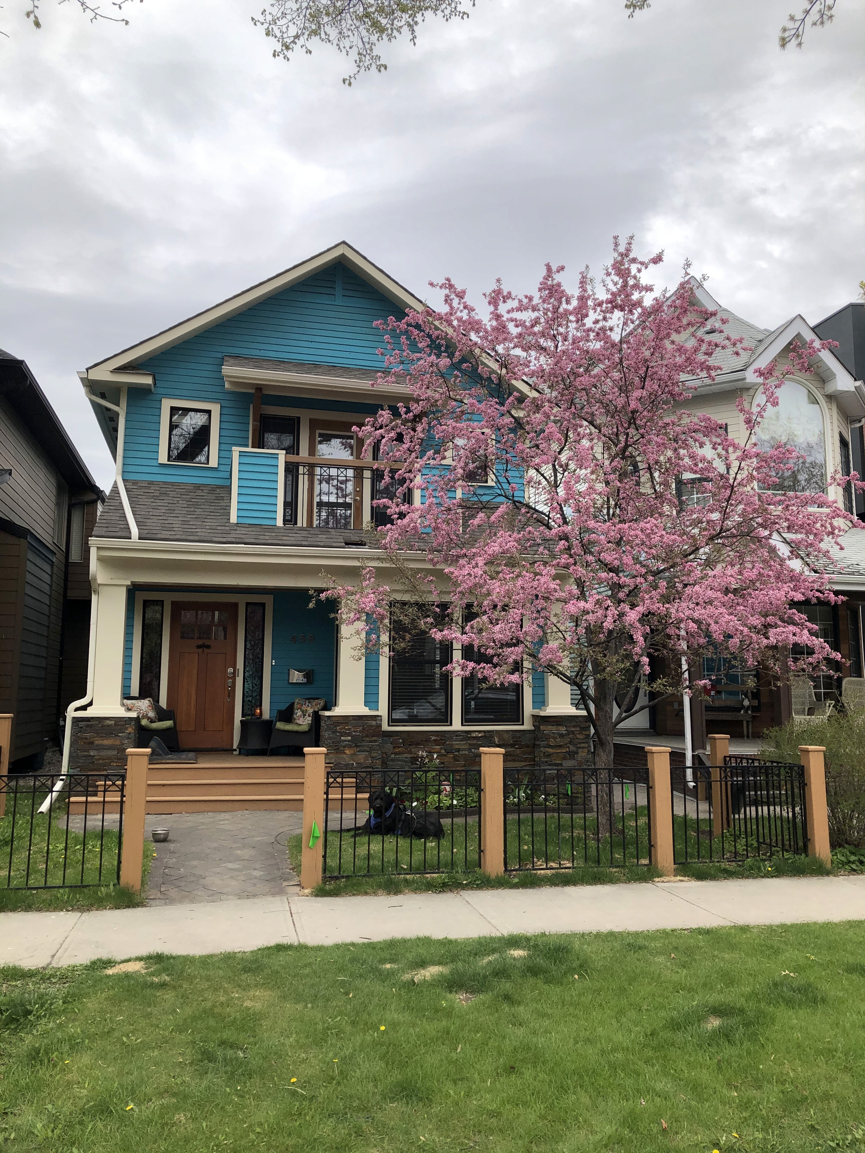 A well pruned apple tree in bloom in front of a blue house