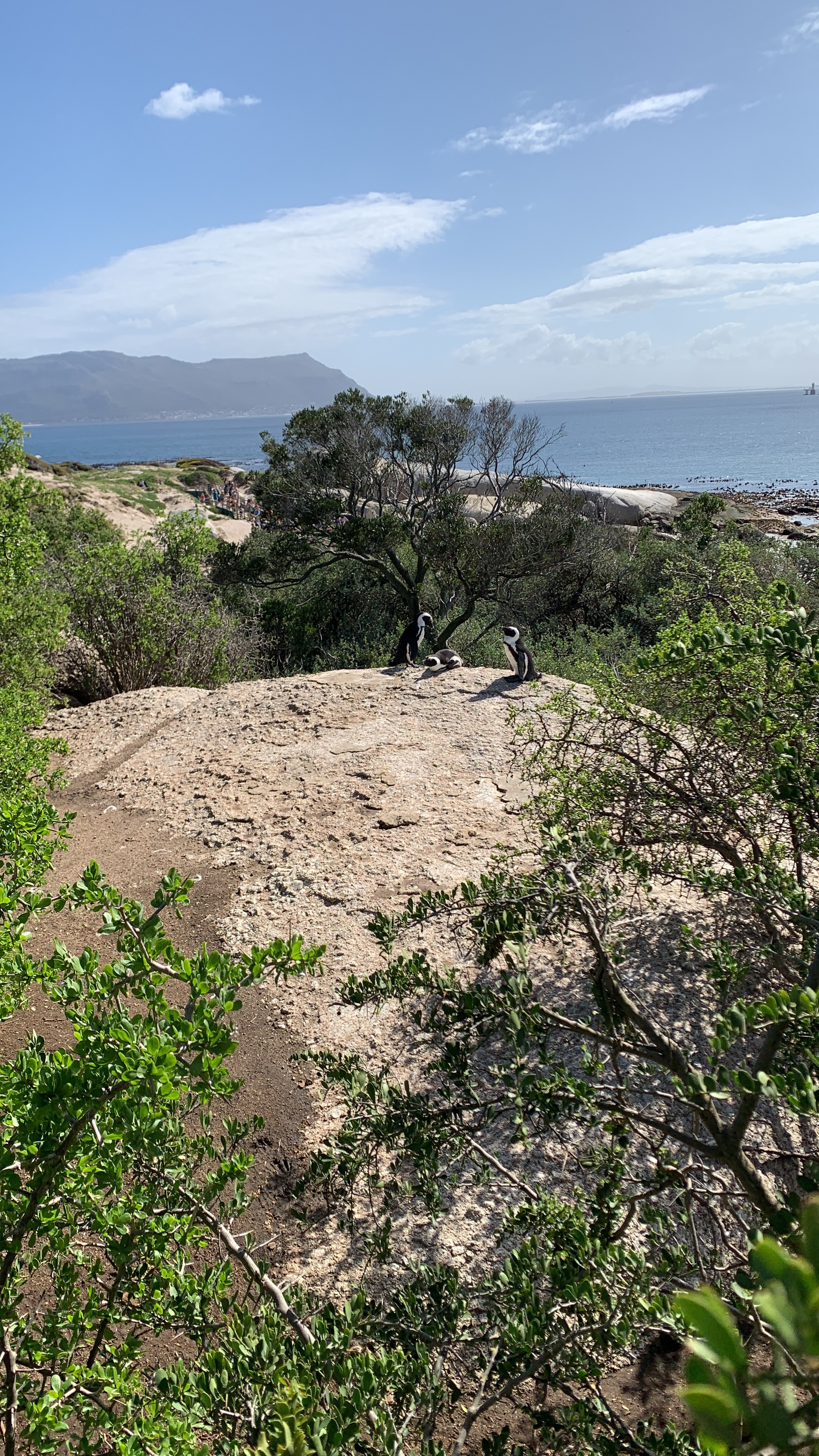 Penguins resting on a boulder with greenery all around on a beautiful day.