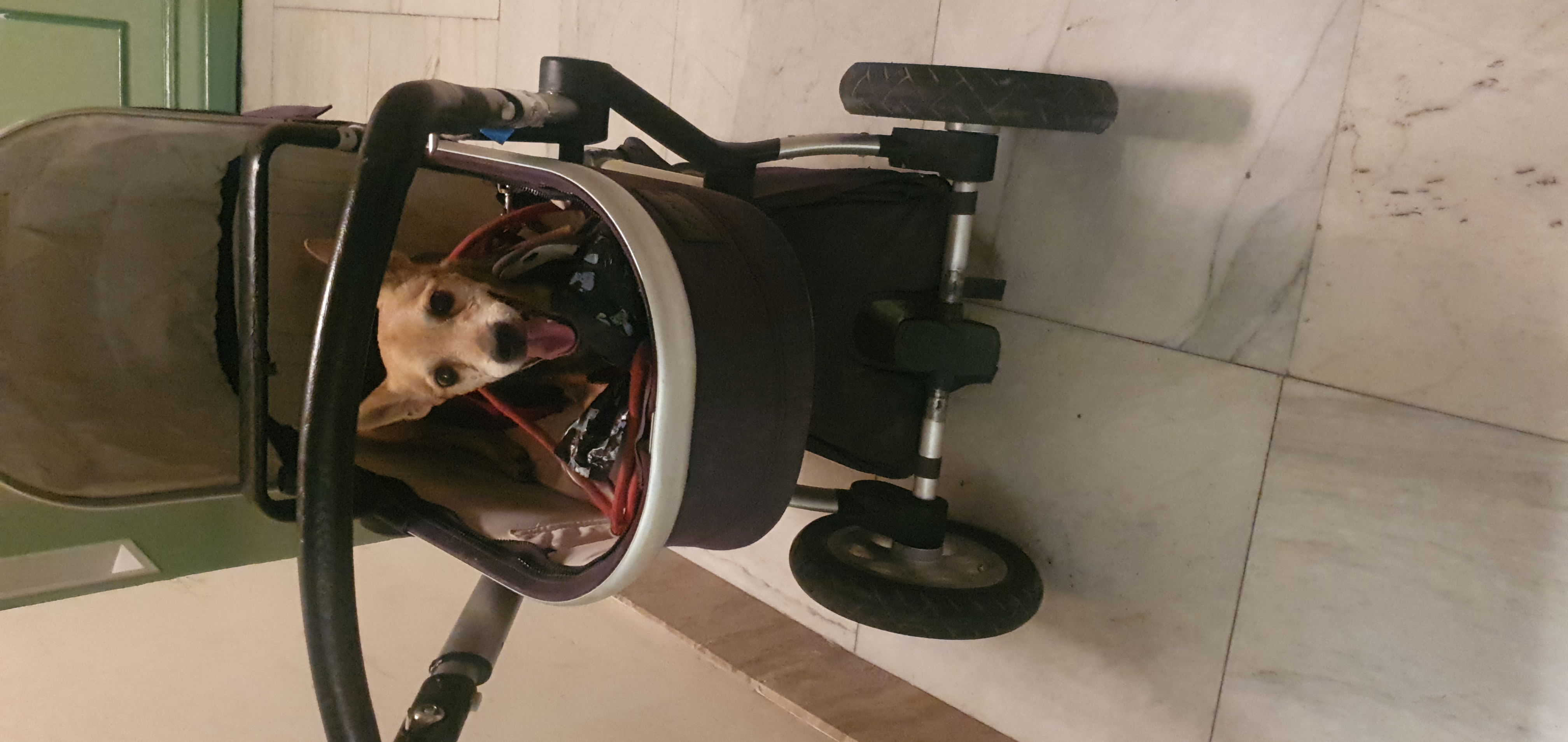 Foto de We will Dog You
