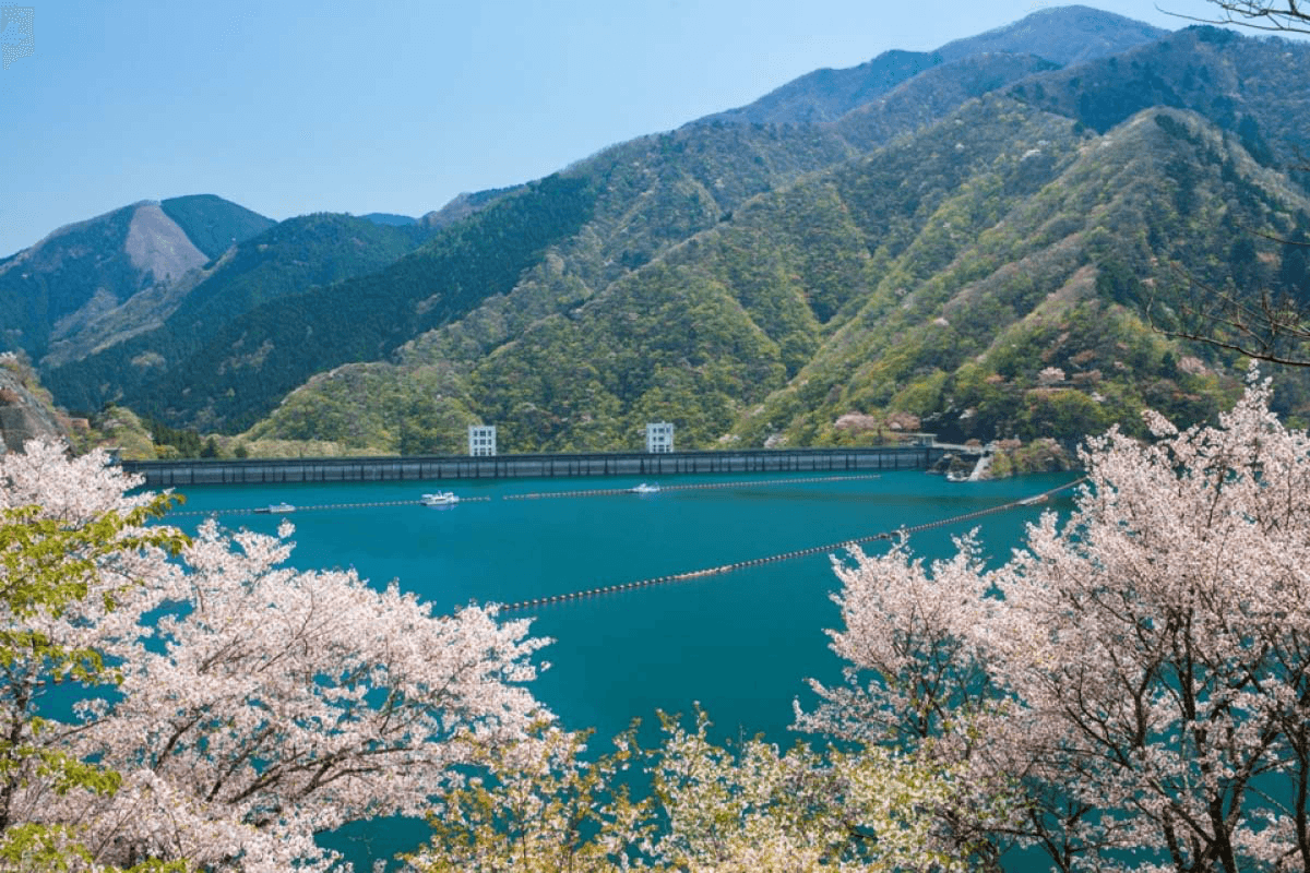 Sakura by Lake Okutama
