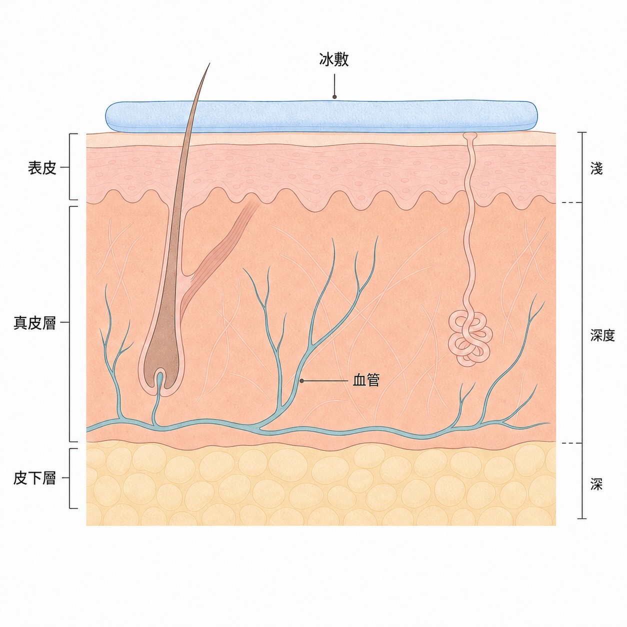 血管在冷刺激下收縮的狀態