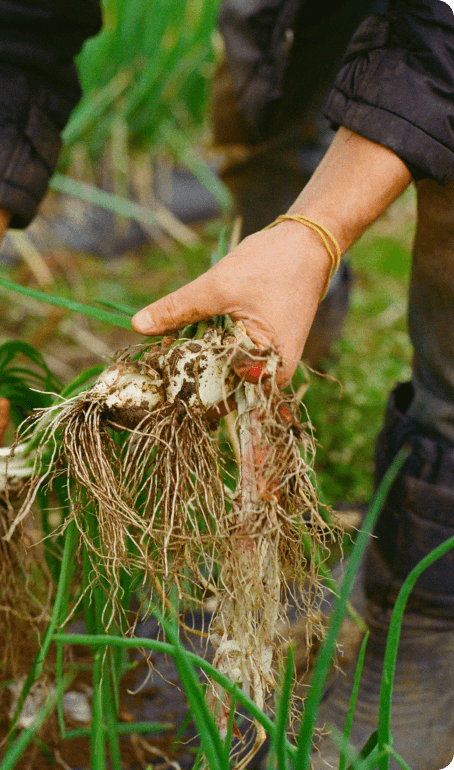 Récolte artisanale d'oignons primeurs dans un potager, montrant les racines fraîches et le lien direct avec la terre.