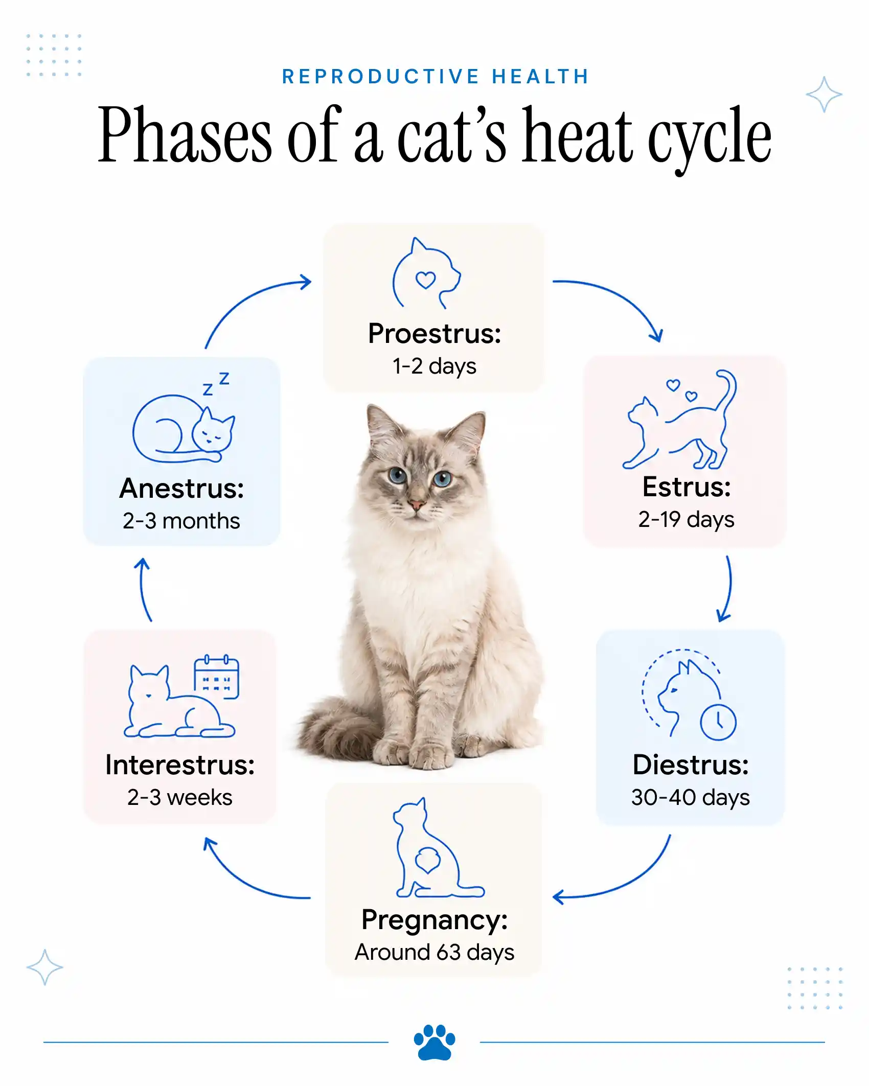 Phases of A Cat's Heat Cycle