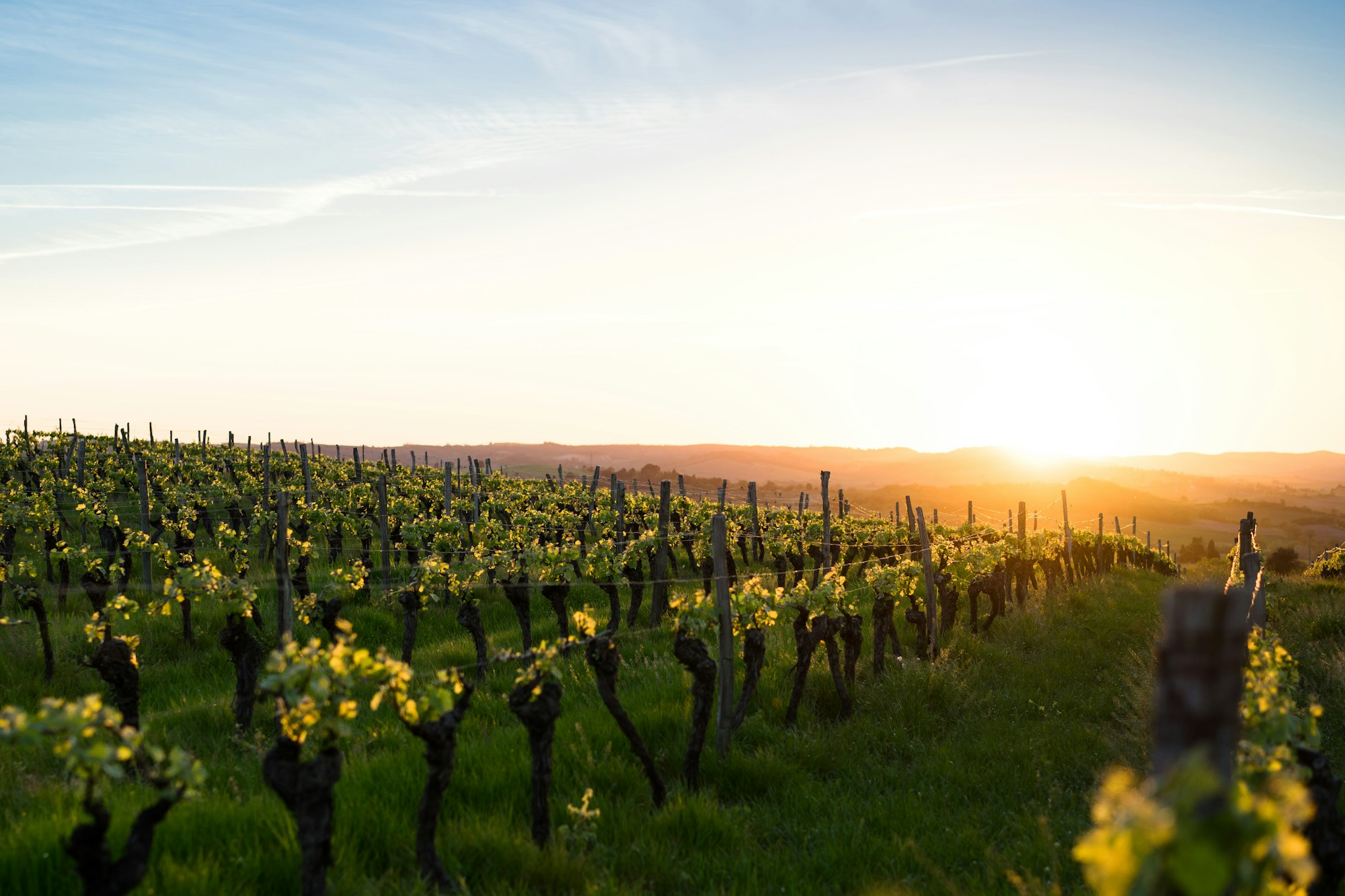 Rows of grapevines under a low evening sun