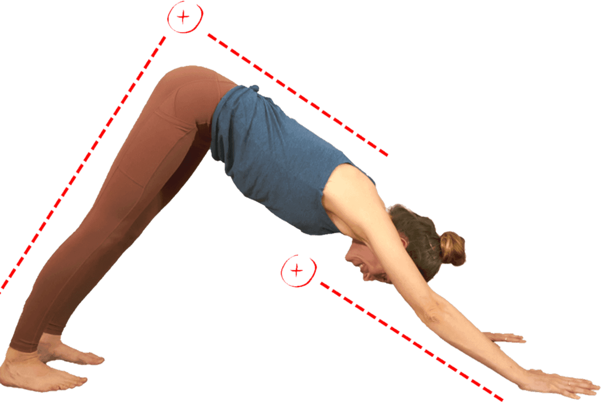 Downward Dog with red dotted lines drawn along the arms, torso and legs, forming a triangle that shows how the three proportions interact.