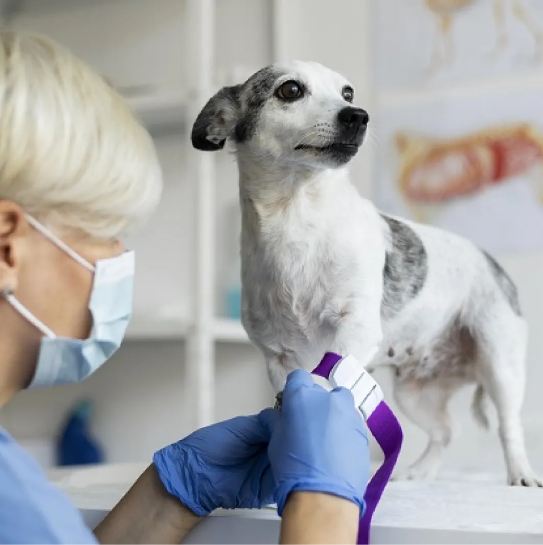 Capa do serviço veterinário Exames Laboratoriais