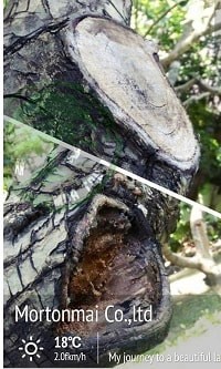 Tree surgery and wound recovery