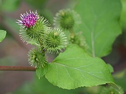 Group of students processing acorns together during a foraging class, representing shared learning and scholarship.