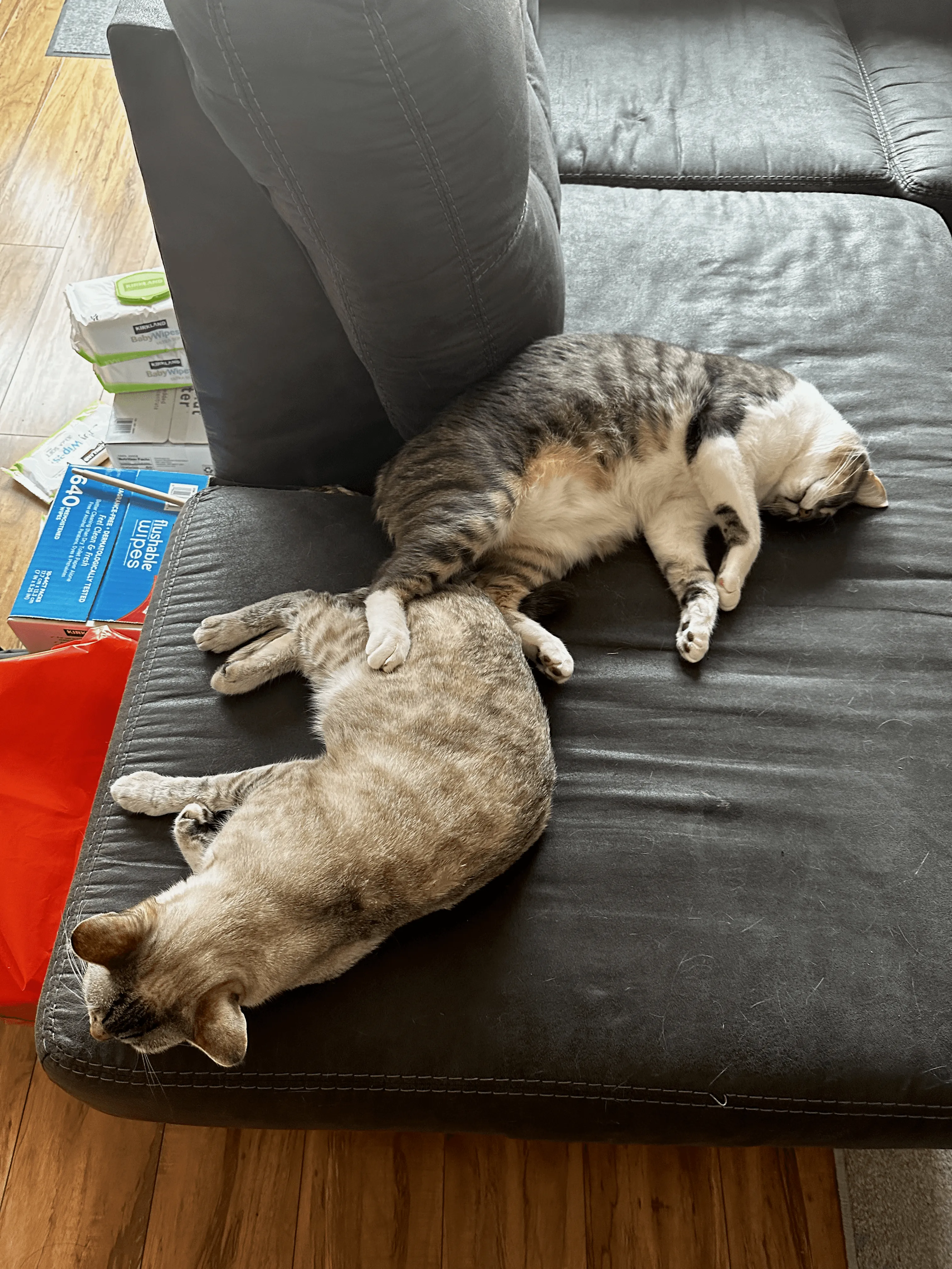 a picture of my cats