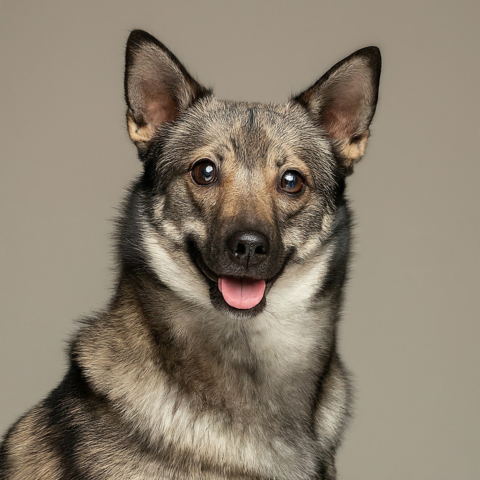 BUDDYUNO, Norwegian Buhund