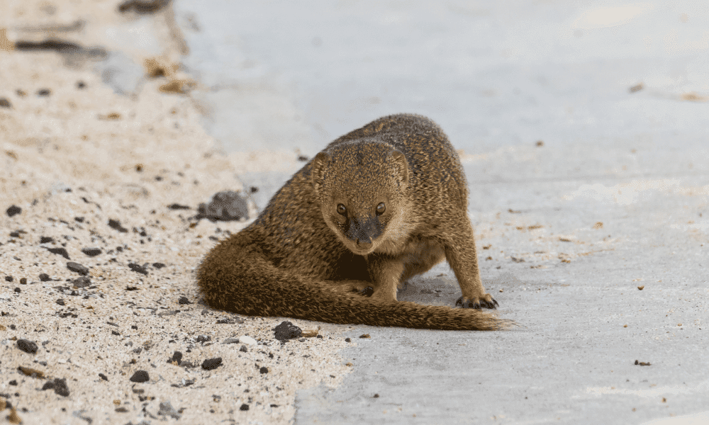 mongoose on a beach in hawaii