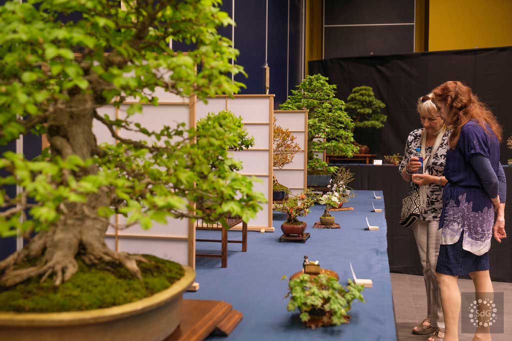 tentoongestelde bonsai bomen