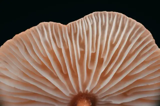 Reishi Mushrooms - The underside/gills of a mushroom cap.