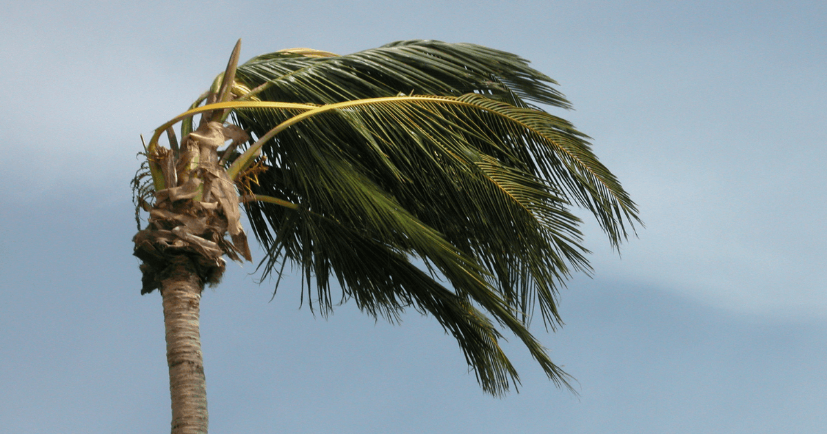 palm tree blowing in the wind