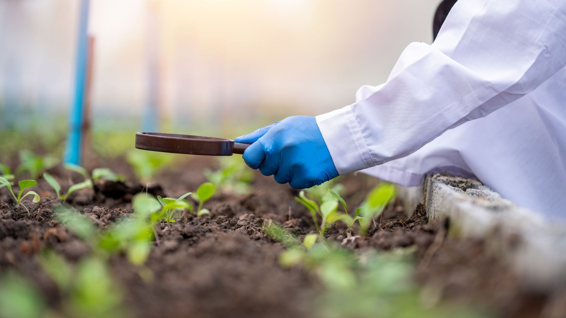 How Biological Control Works in Farming?