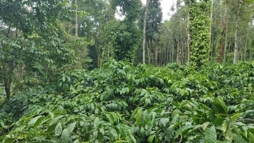 Hassan Coffee Plantations