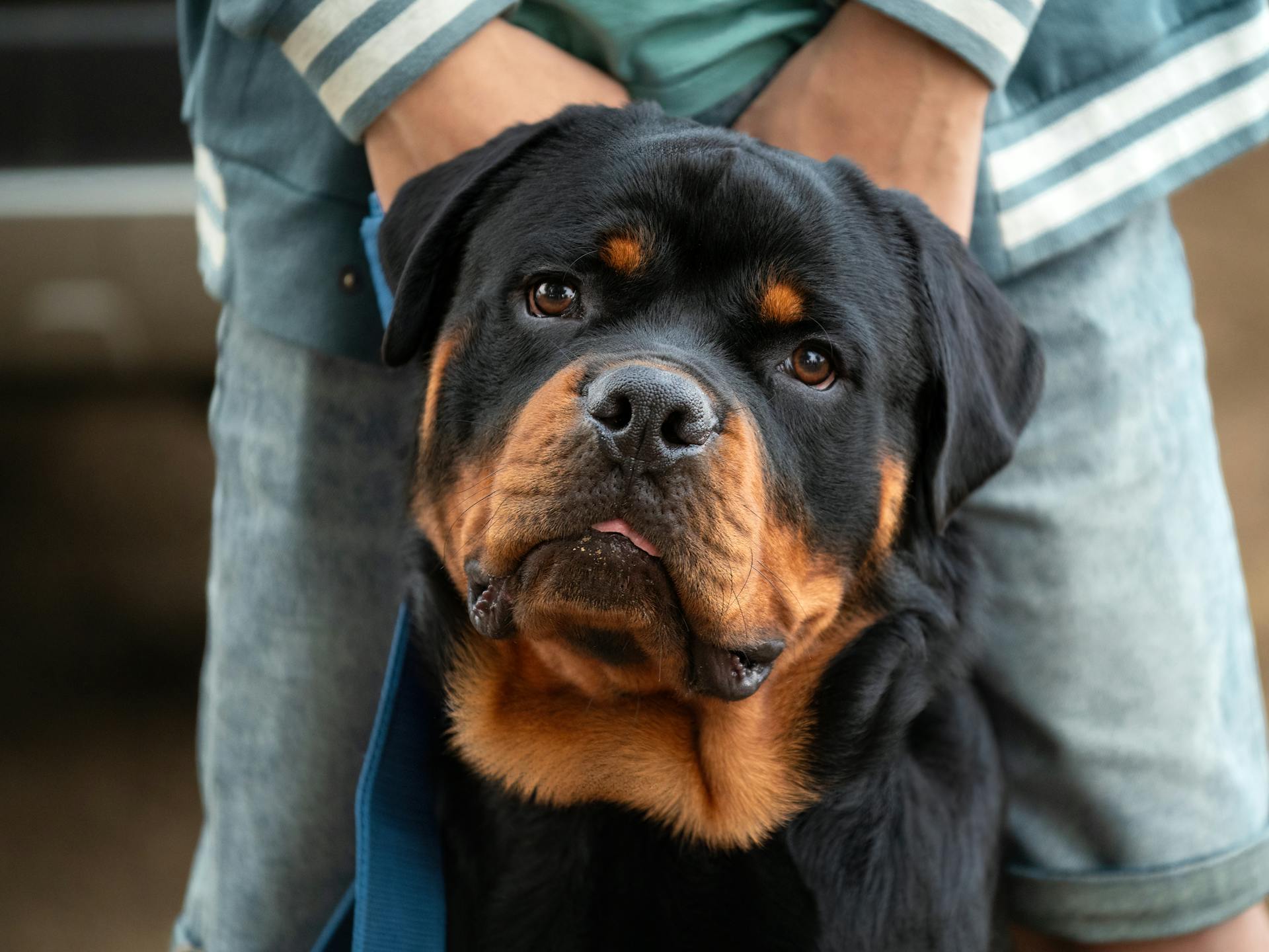 Rottweiler training and care