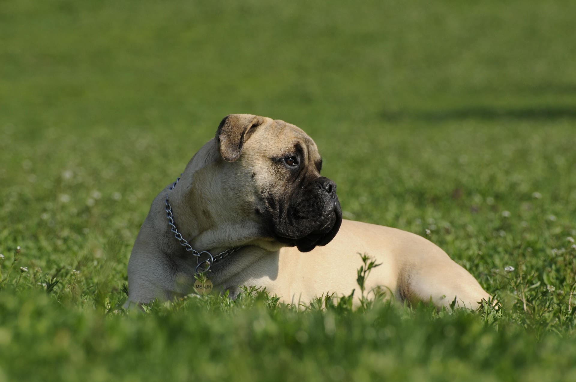 A Bullmastiff is lying down on green grass while looking behind.