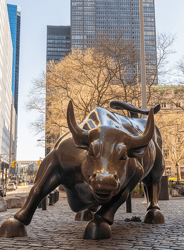 New york Bull