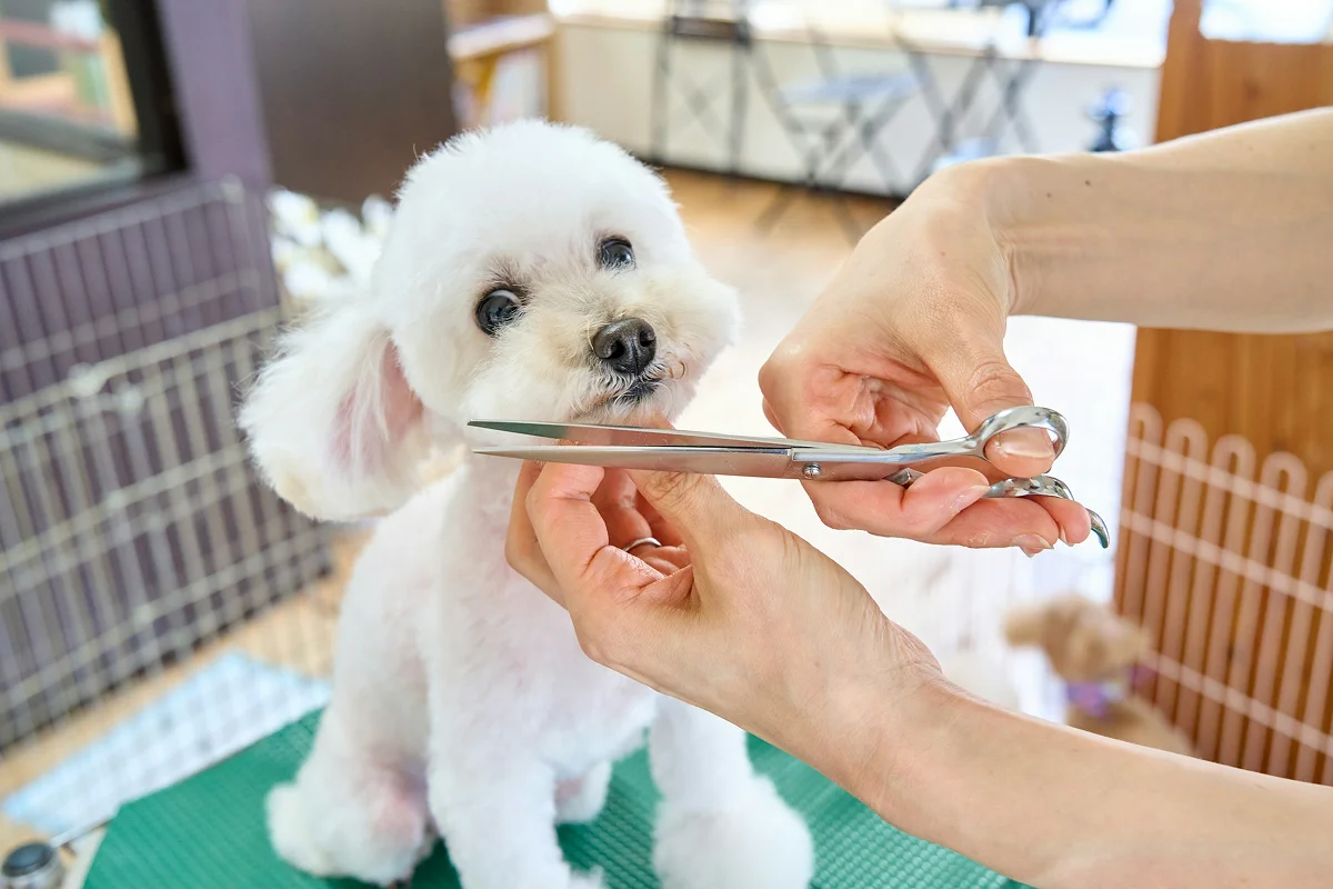 Small white dog receiving a face trim with scissors