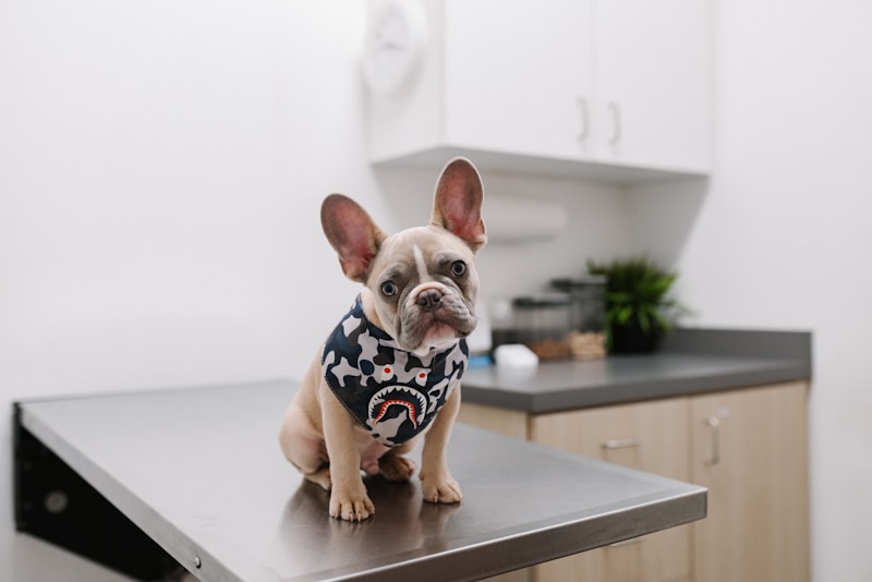 A puppy at its first veterinary visit