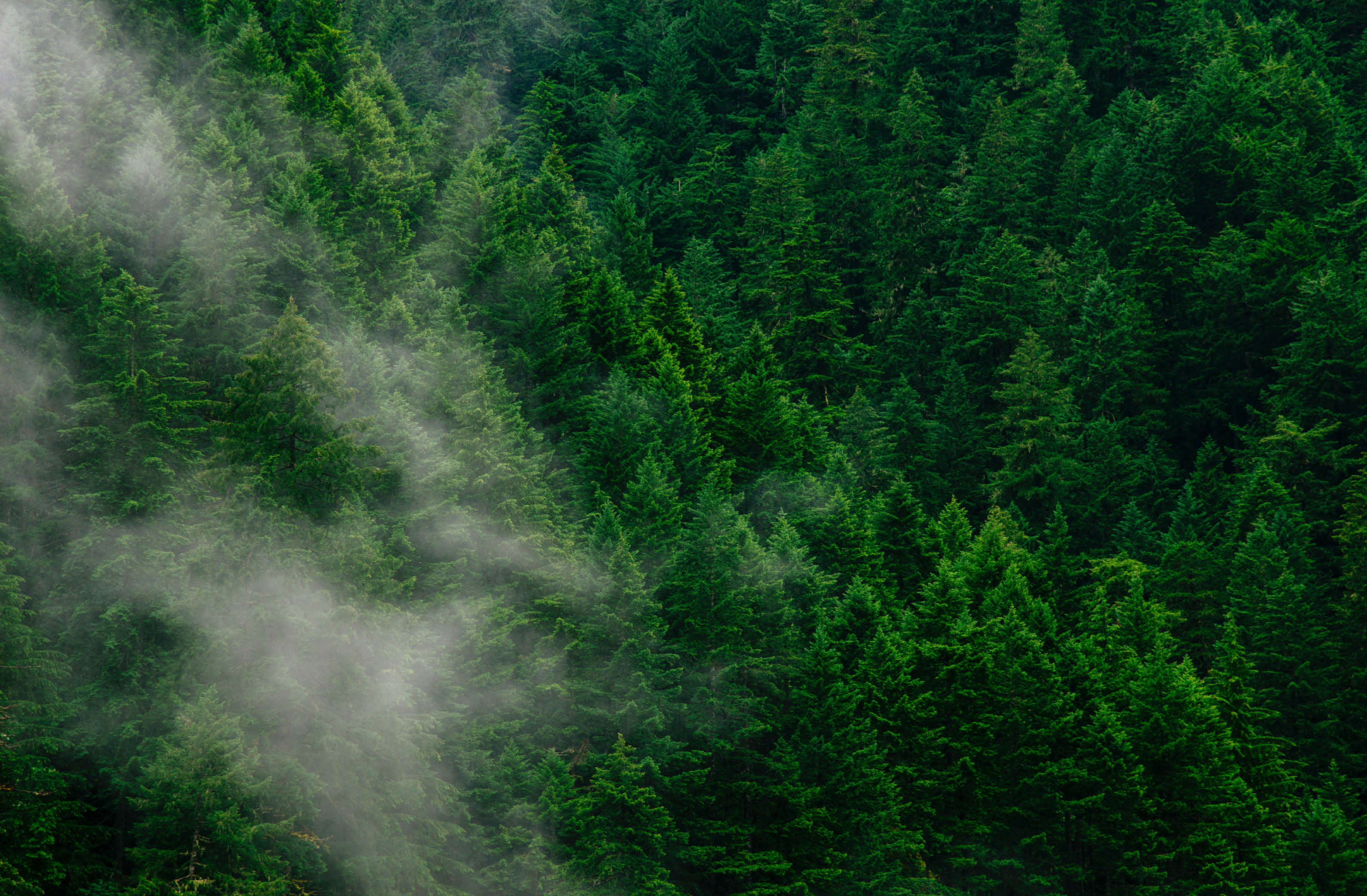Lush green forest under soft mist, ideal for nature themes.