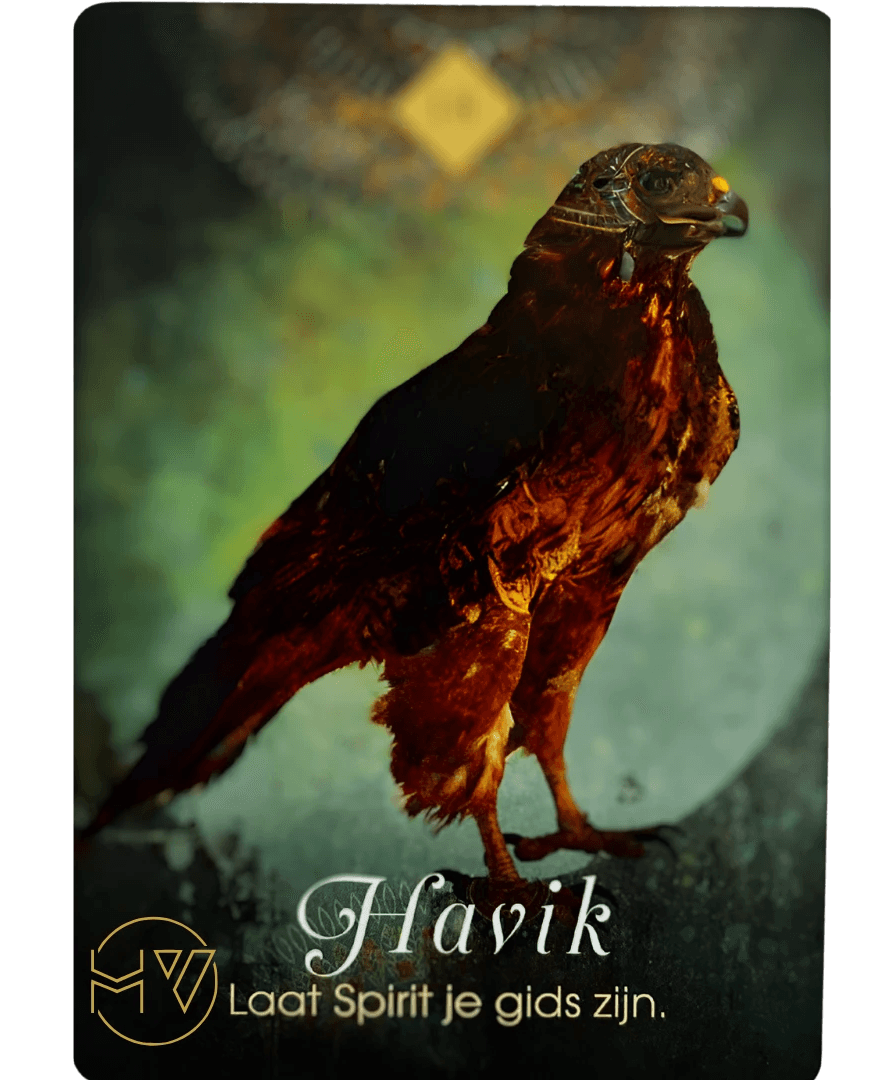 Waar komt de naam Hawk Vision vandaan?