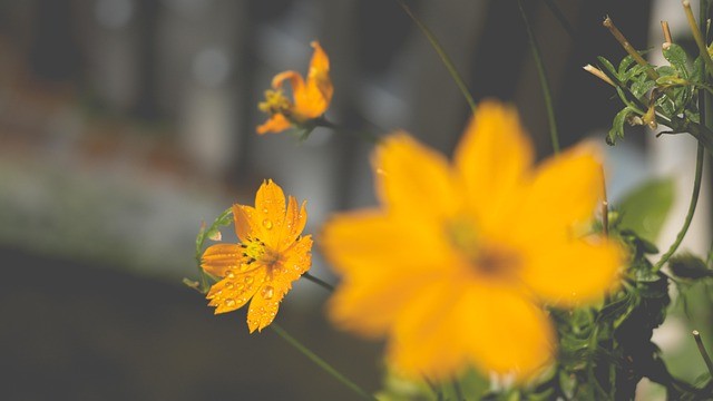 Ruinen von Machu Picchu als Symbol für das Oronos Friedenszentrum in Peru.