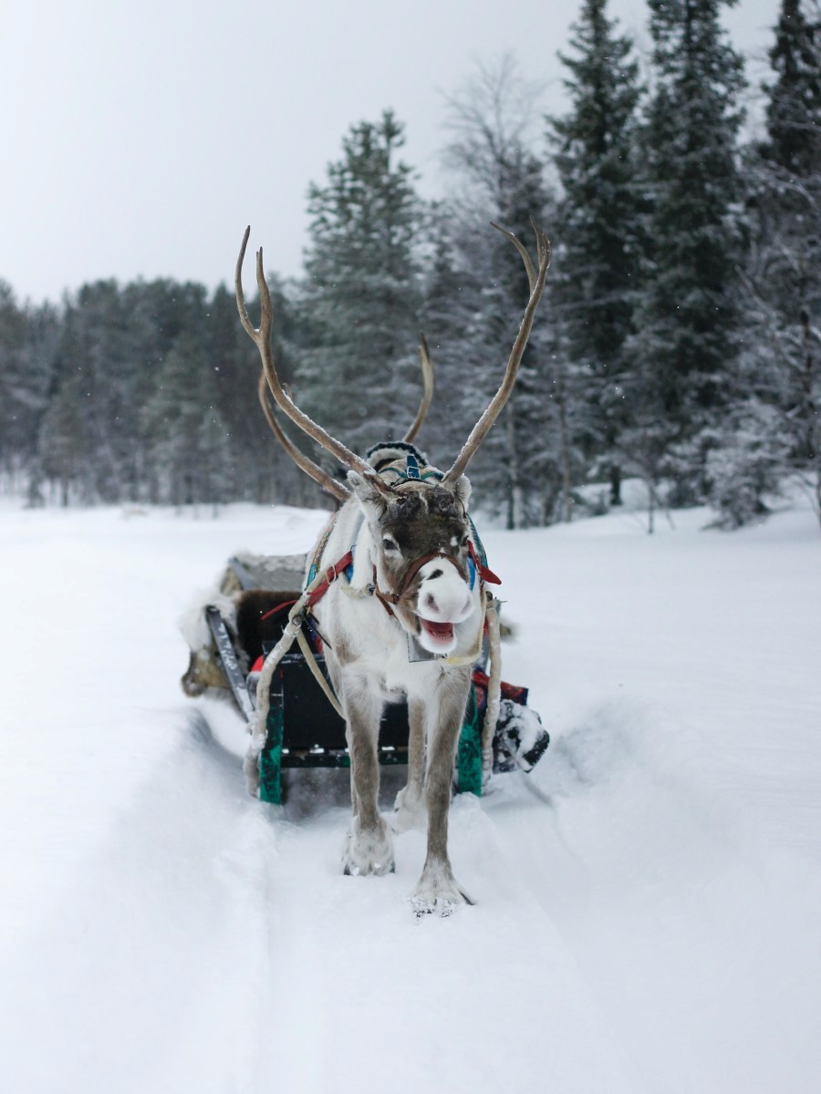 reindeer in snowy lapland