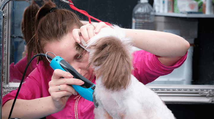 A pet groomer carefully trims the face of a small dog with electric clippers, holding the dog’s ear aside for precision in a grooming salon.