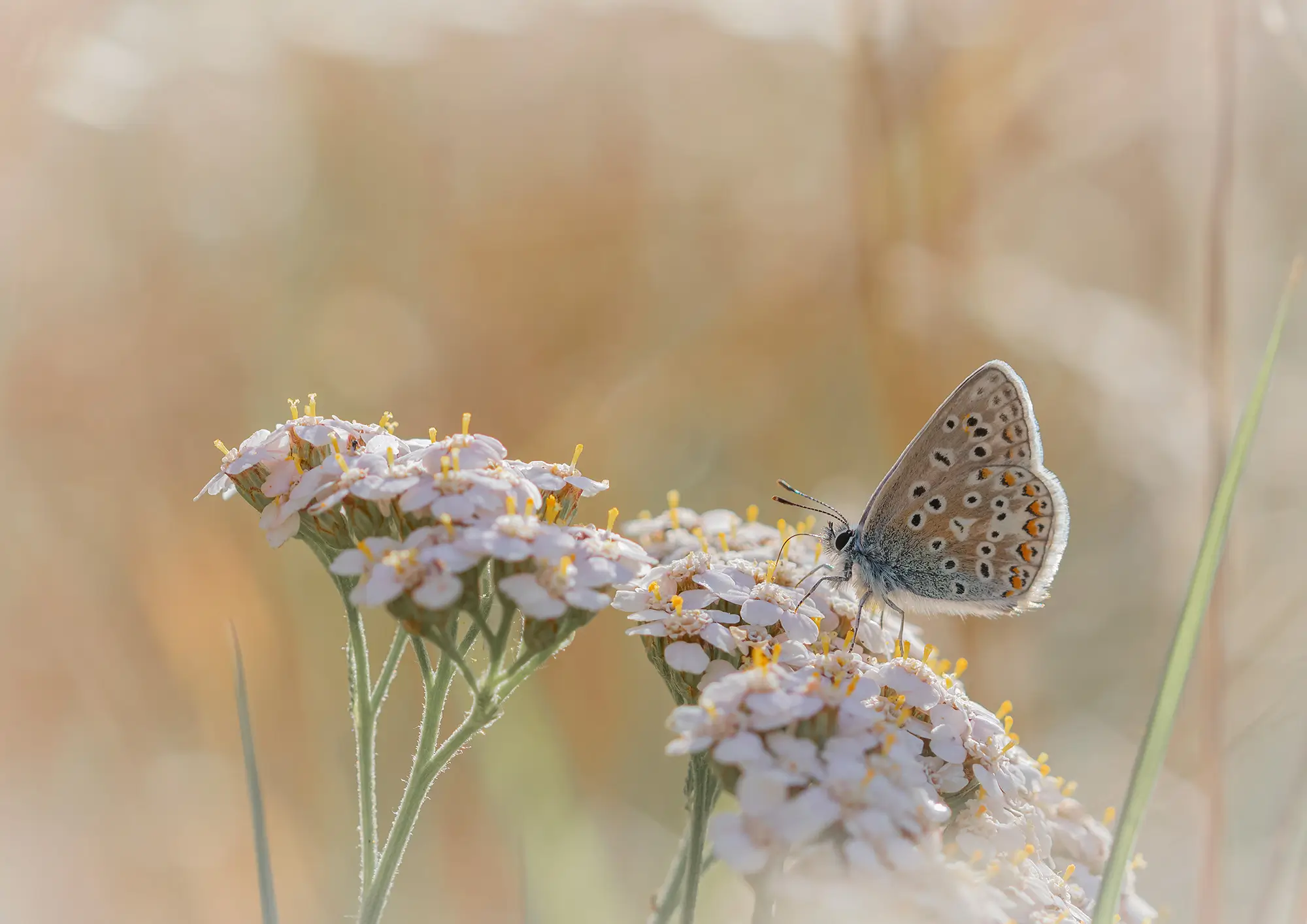 A butterfly resting on a flower, surrounded by soft, blurred grasses and warm, pastel colors.