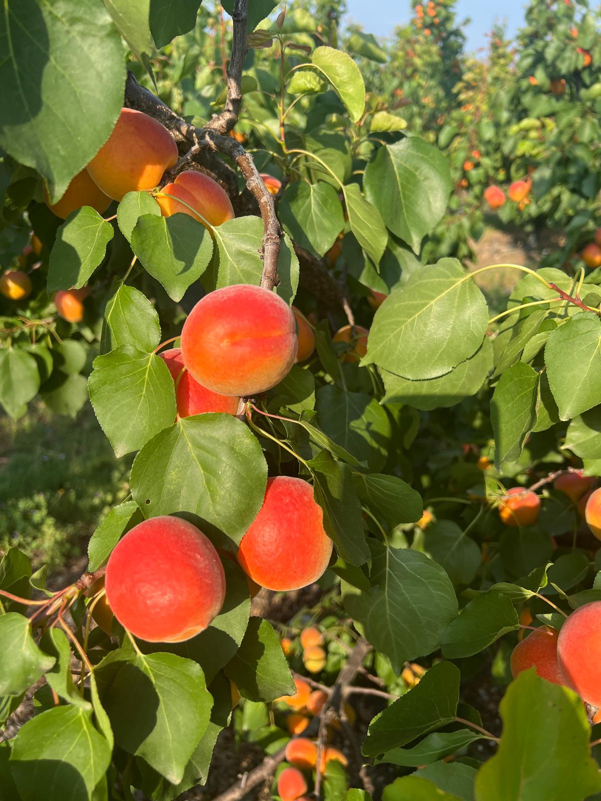 Ripe firm apricots on branch, Greek stone fruit export.