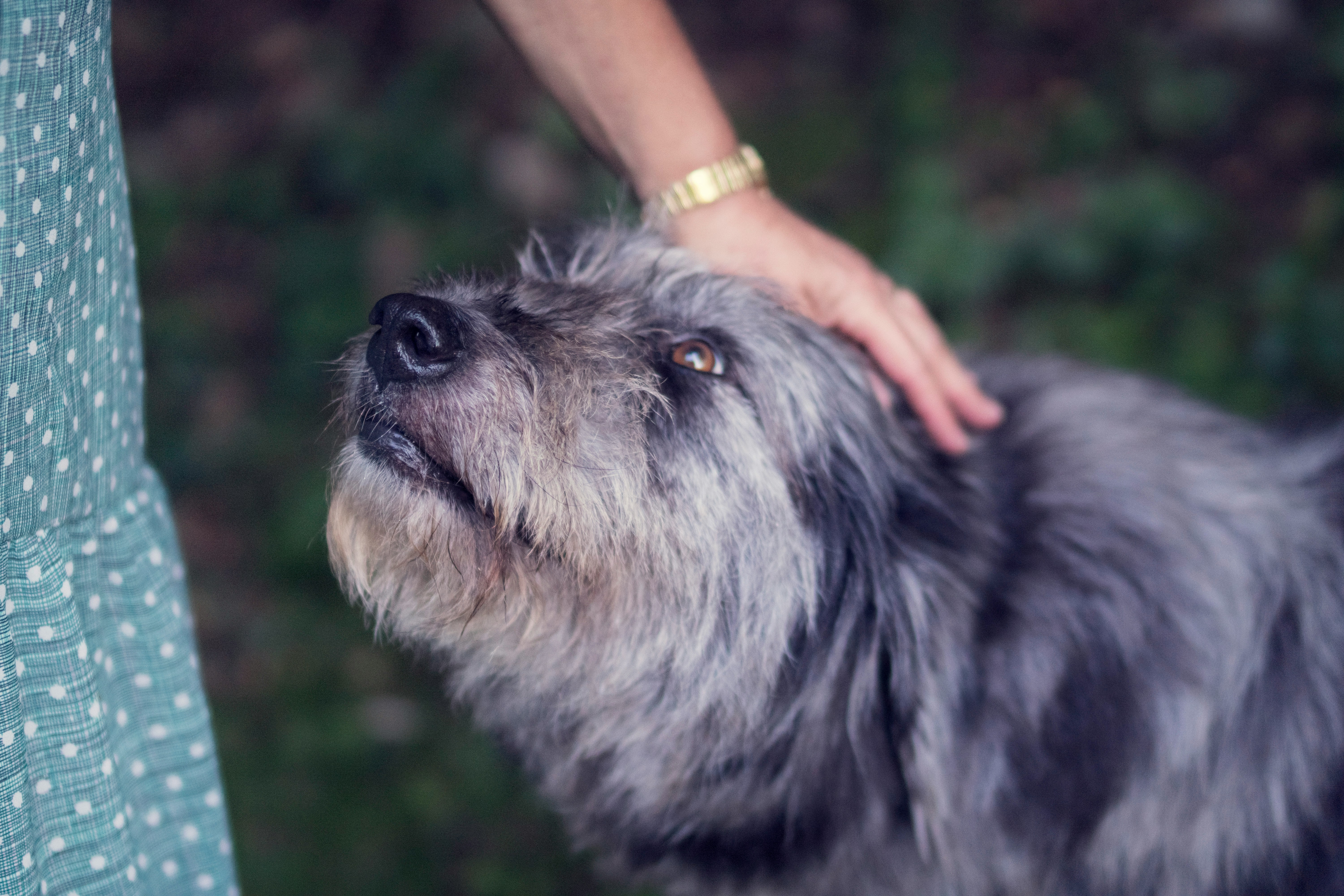 cuidar a tu mascota de edad avanzada