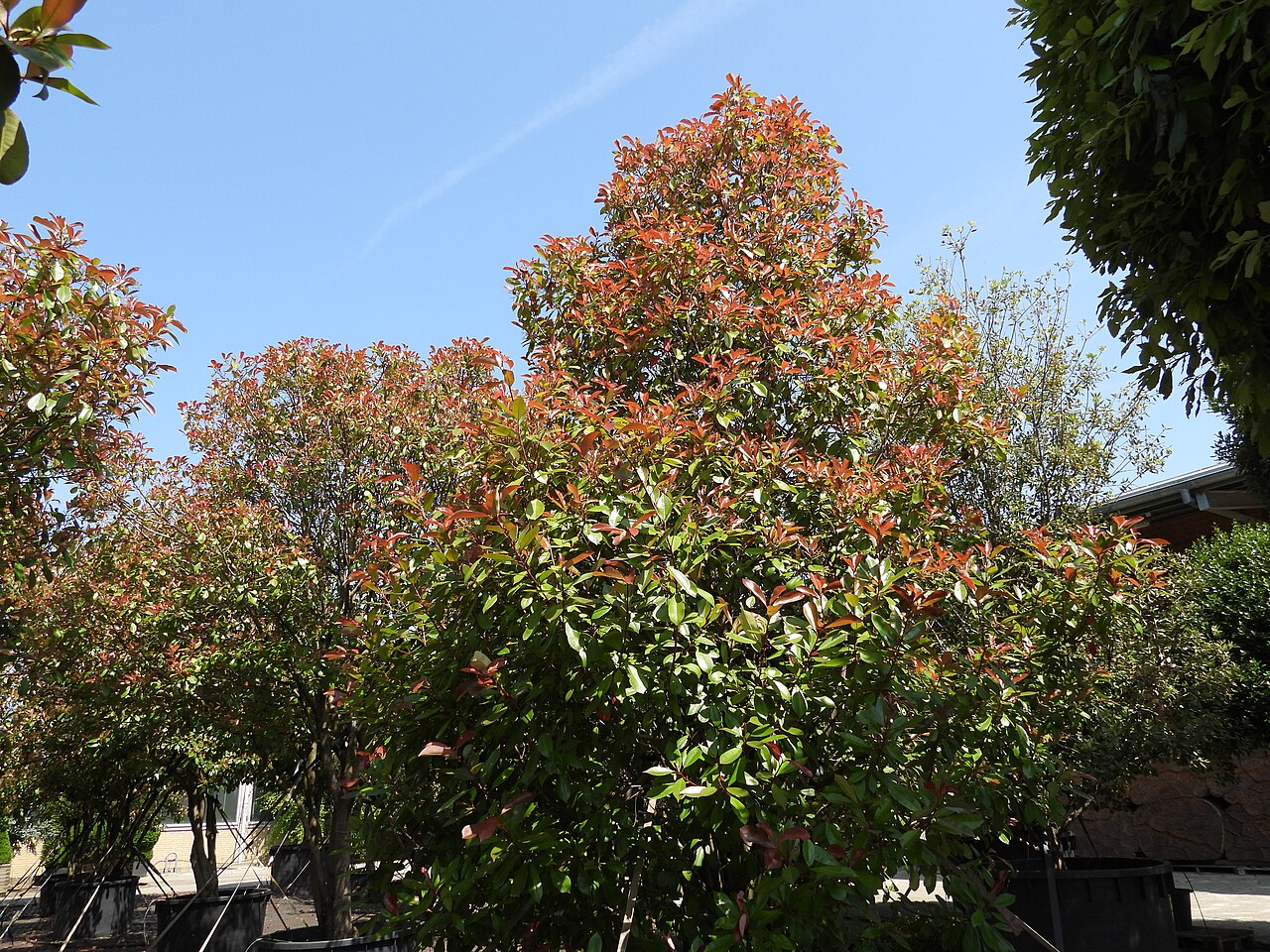 Photinia « Red Robin » photographié en pépinière. Photinia × fraseri ‘Red Robin’.