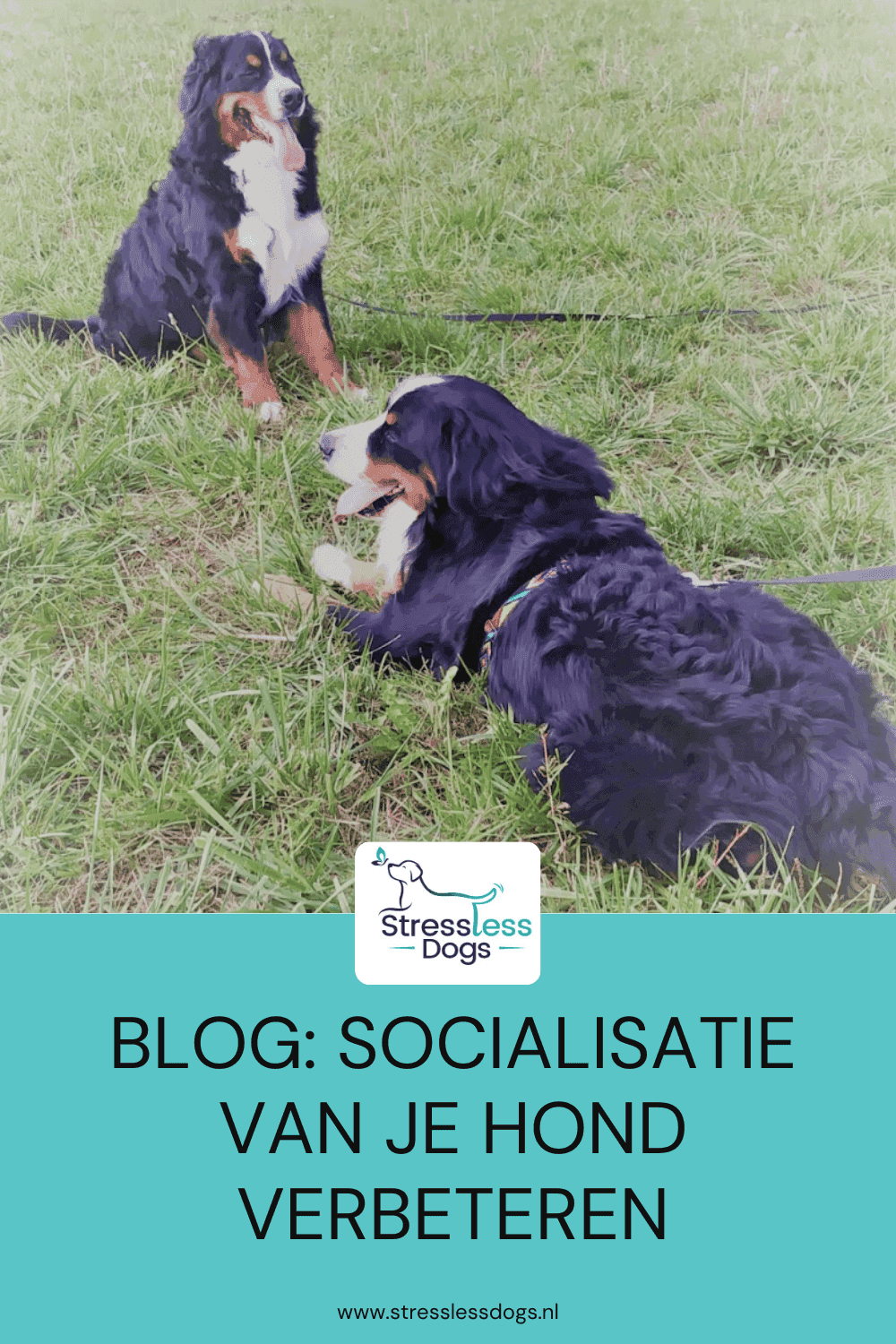 Het sociale leven van je hond verbeteren
