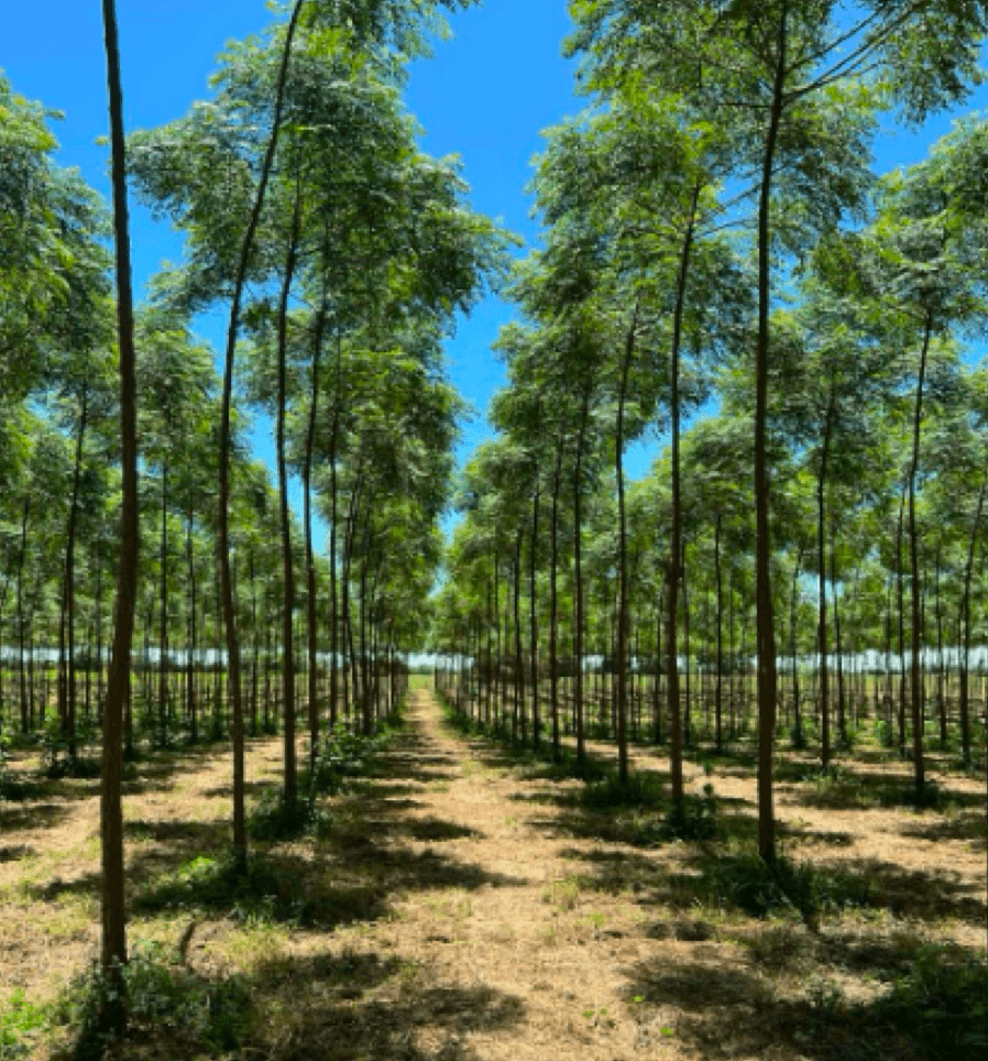 Gardener team at work