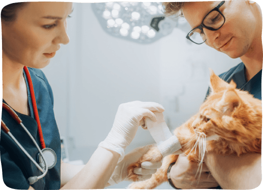 two vets treating cat's arm