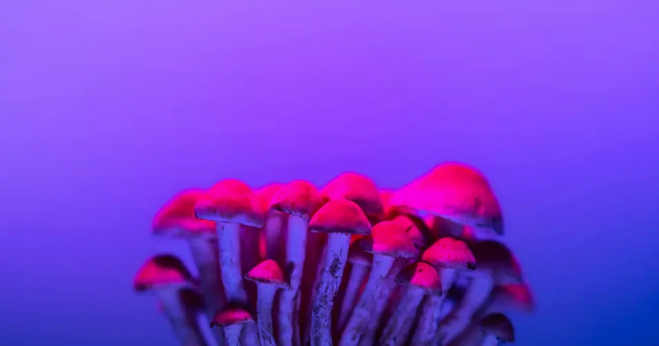 L-Arginine enhances blood flow and supports vascular performance.