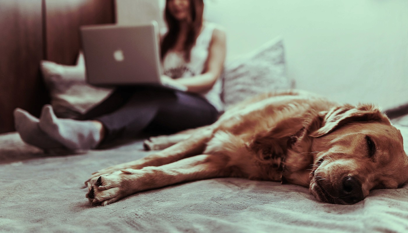 Women on laptop at home with dog in foreground