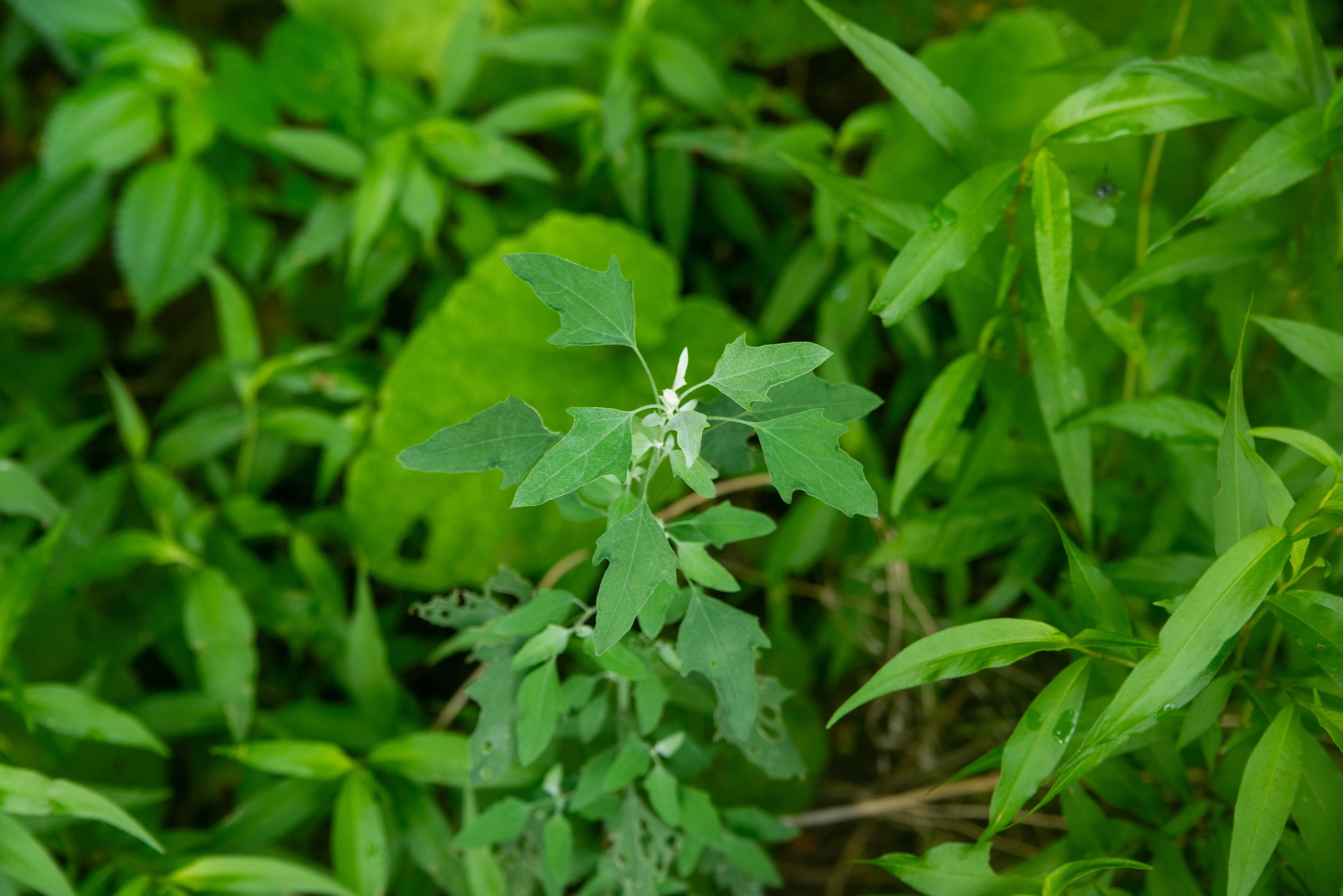 Students identifying and sorting edible wild plants as part of a foraging certification course.