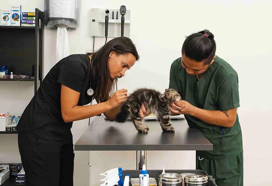 Two veterinarians are examining a cat inside the clinic.