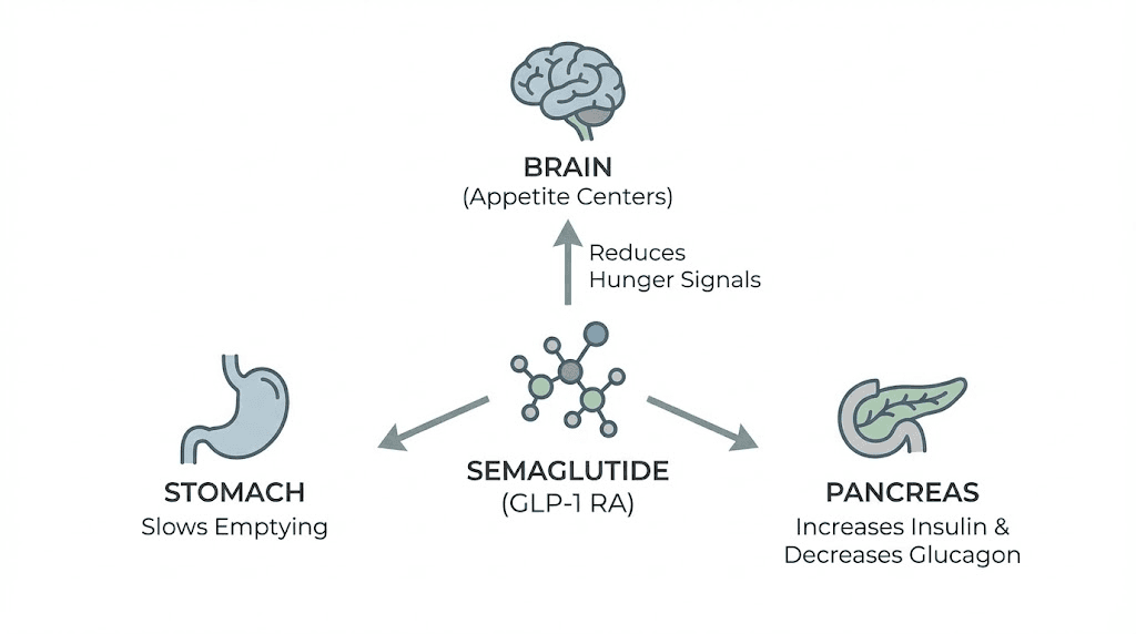 How semaglutide works in the body for weight loss