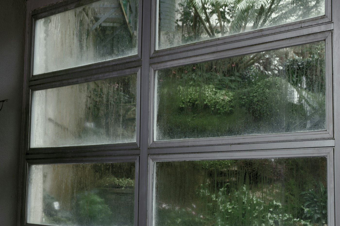 A run of steel-framed windows with plants outside