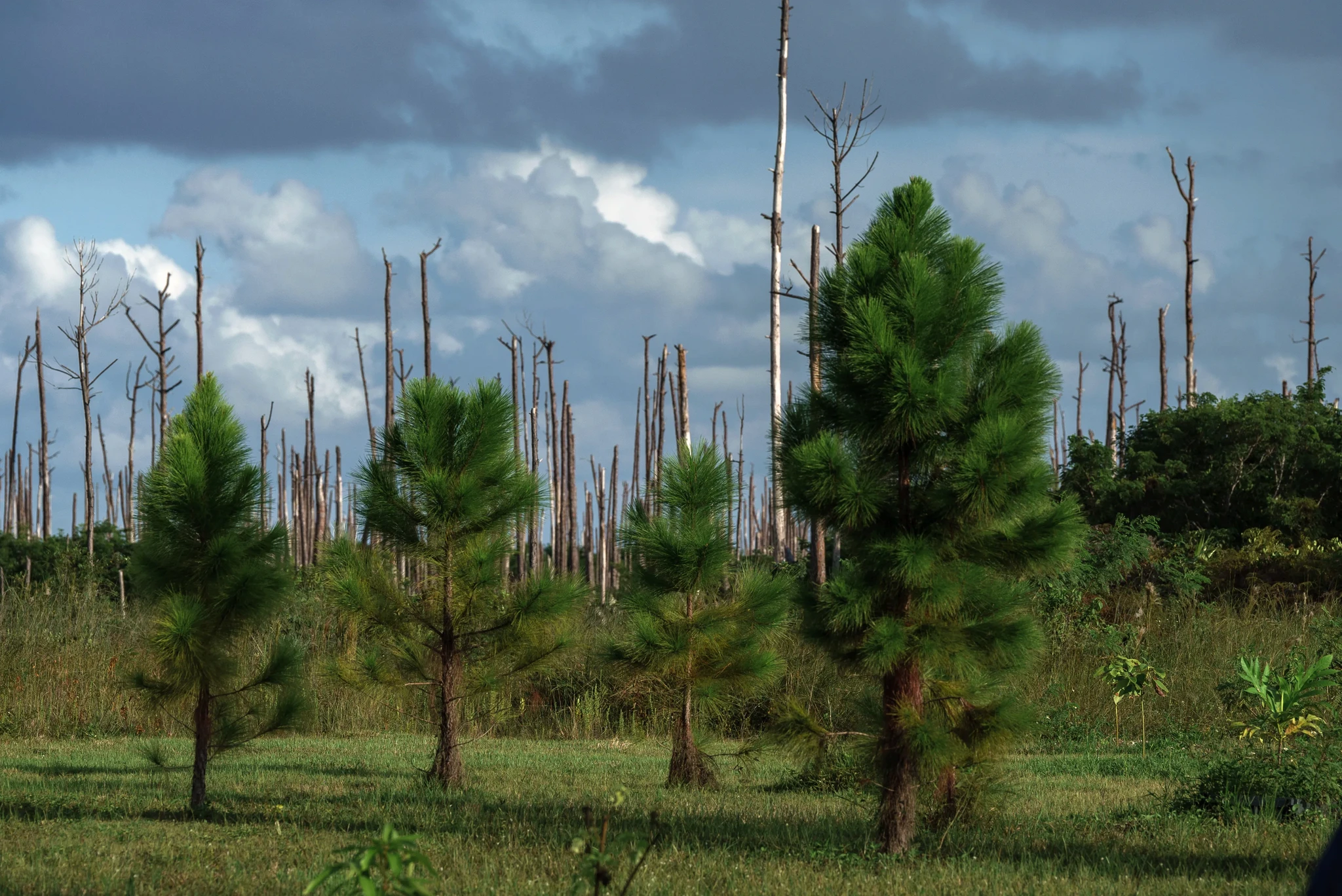 A lush green field with four young evergreen trees in the foreground. In the background, tall, leafless trees stand against a cloudy sky, creating a stark contrast between the vibrant and barren vegetation.