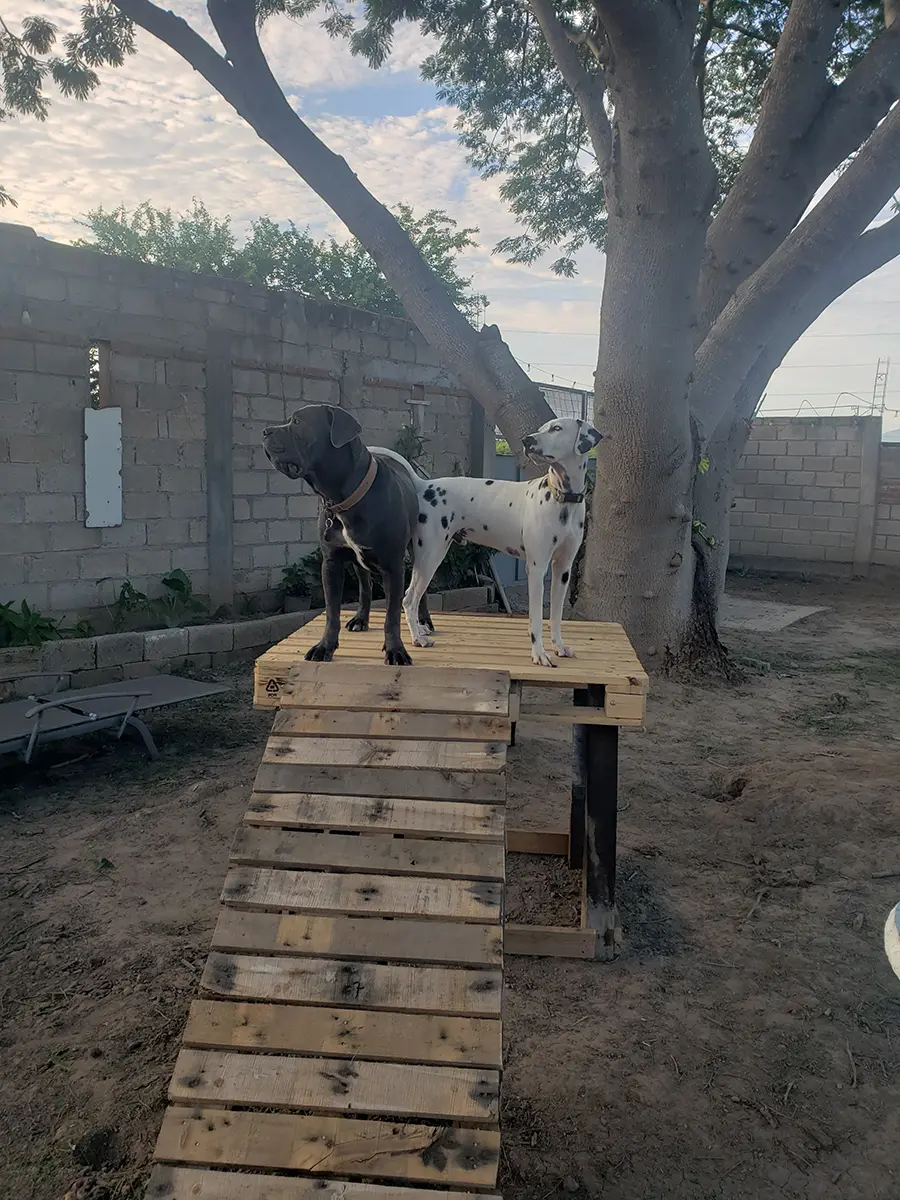 Daruk y Chayo en circuito de entrenamiento