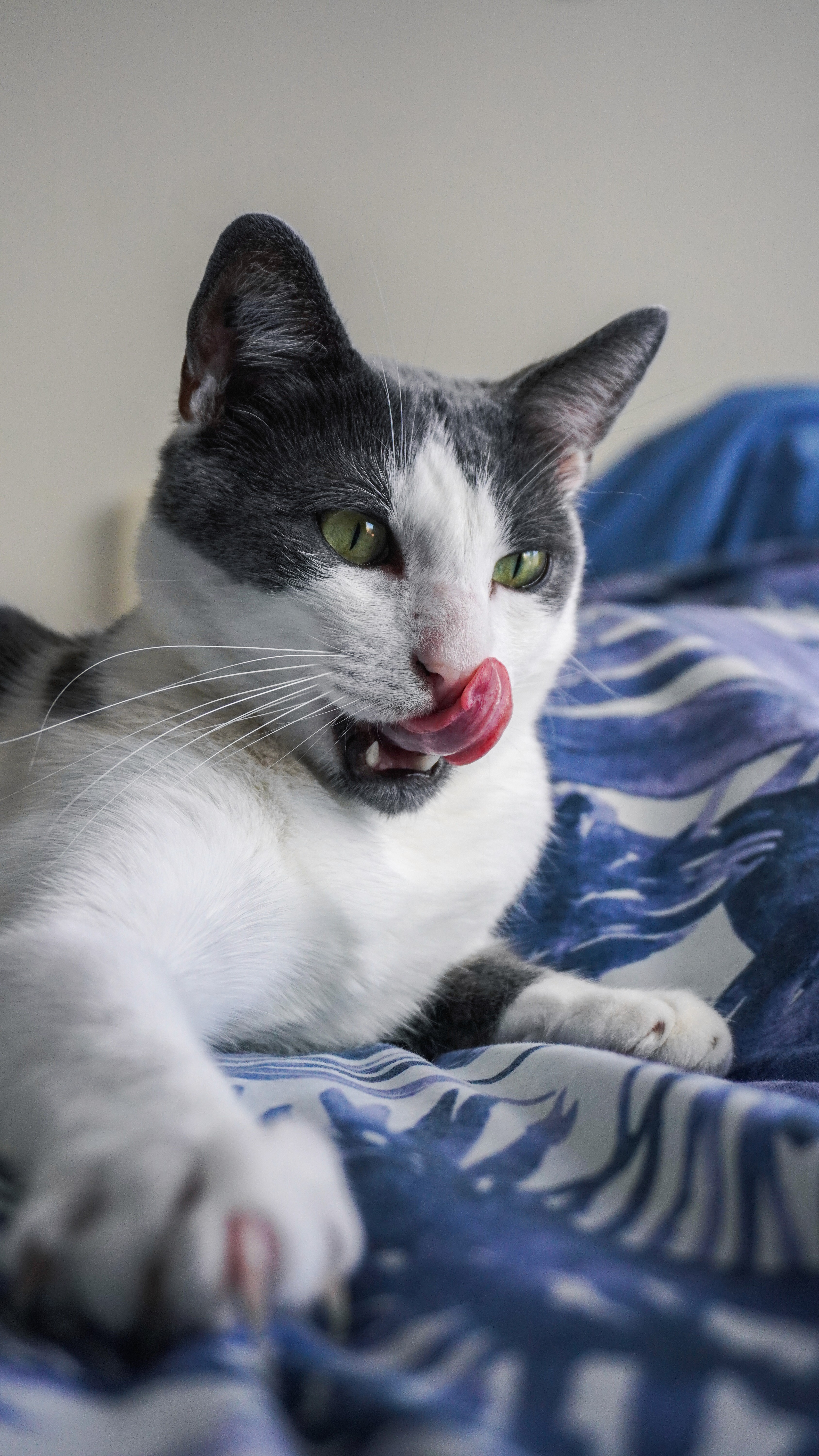 Portrait of a cat