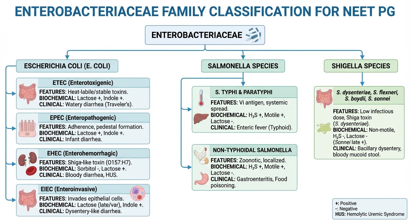 Enterobacteriaceae classification chart for NEET PG microbiology preparation
