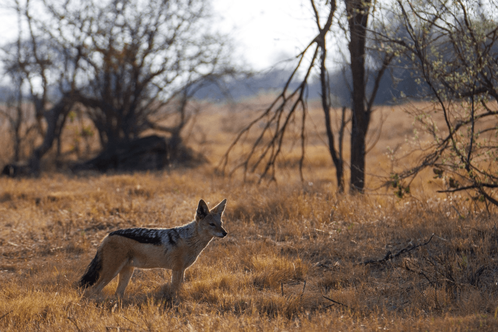 Chacal debout dans une savane sèche au coucher du soleil.