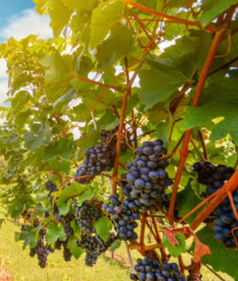 intended attendees for an event