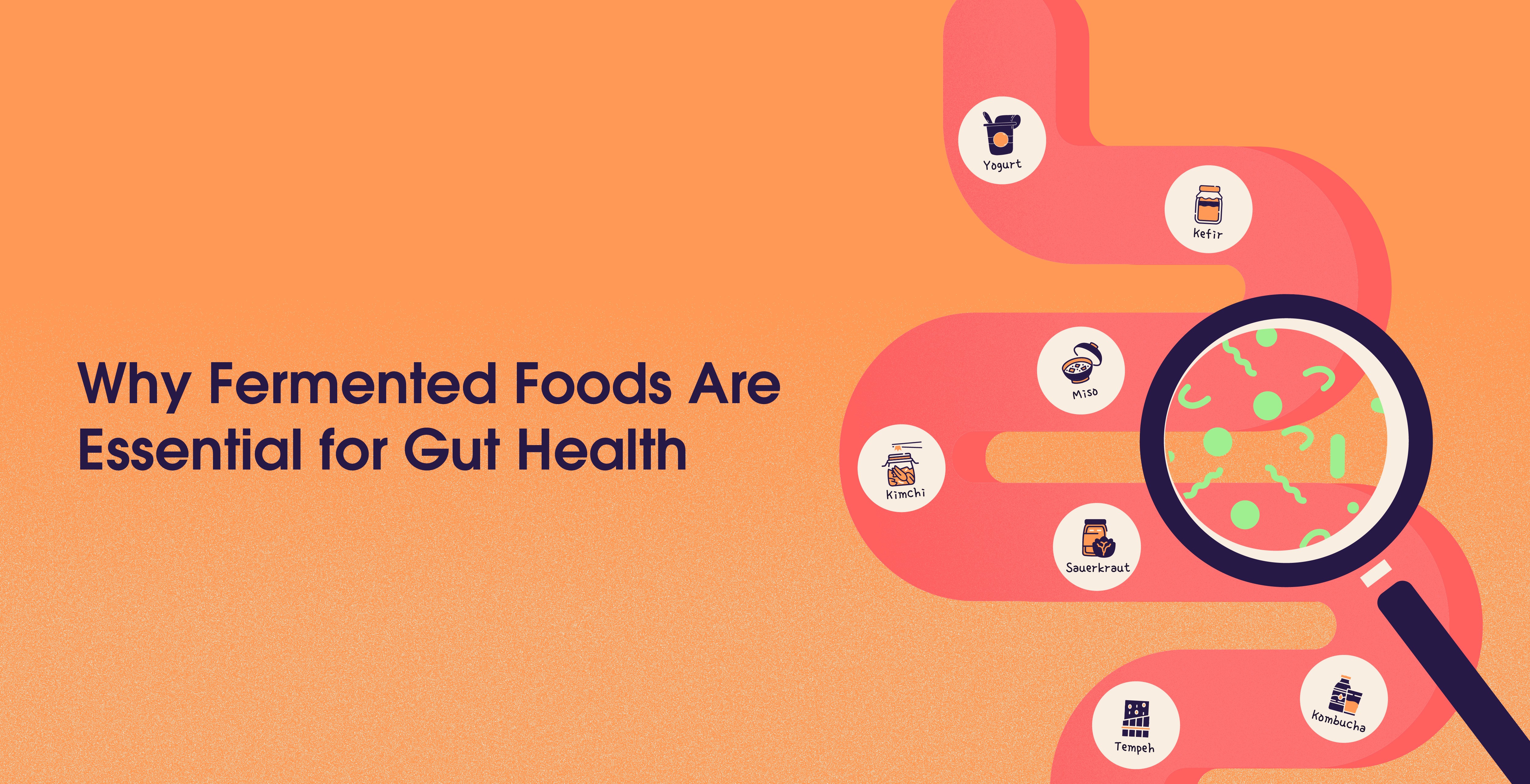 fermented foods for gut health